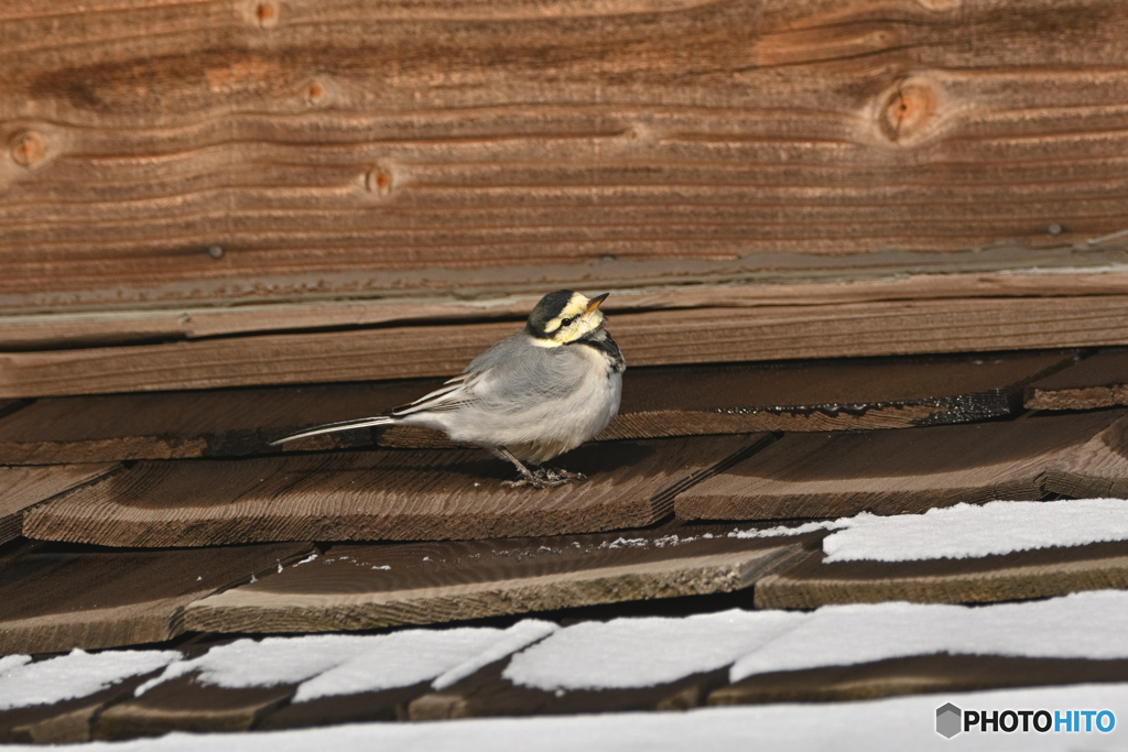 番屋の屋根で