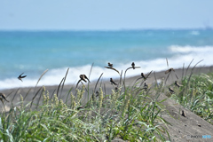 8月・陽炎海岸