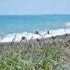 8月・陽炎海岸