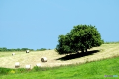 牧場の木