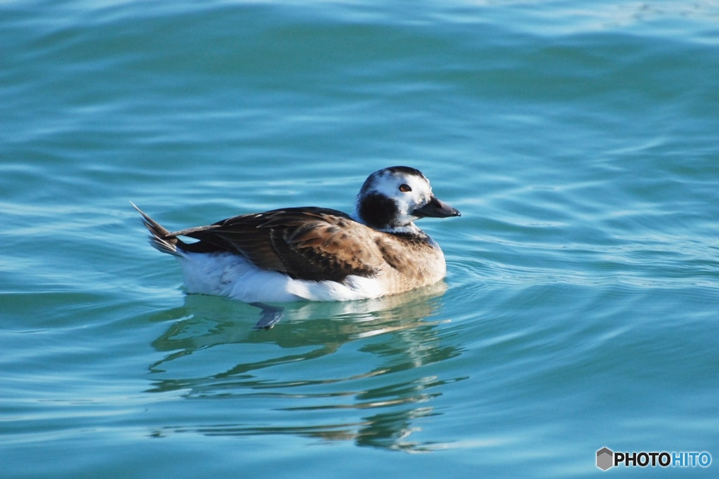 冬の海鴨
