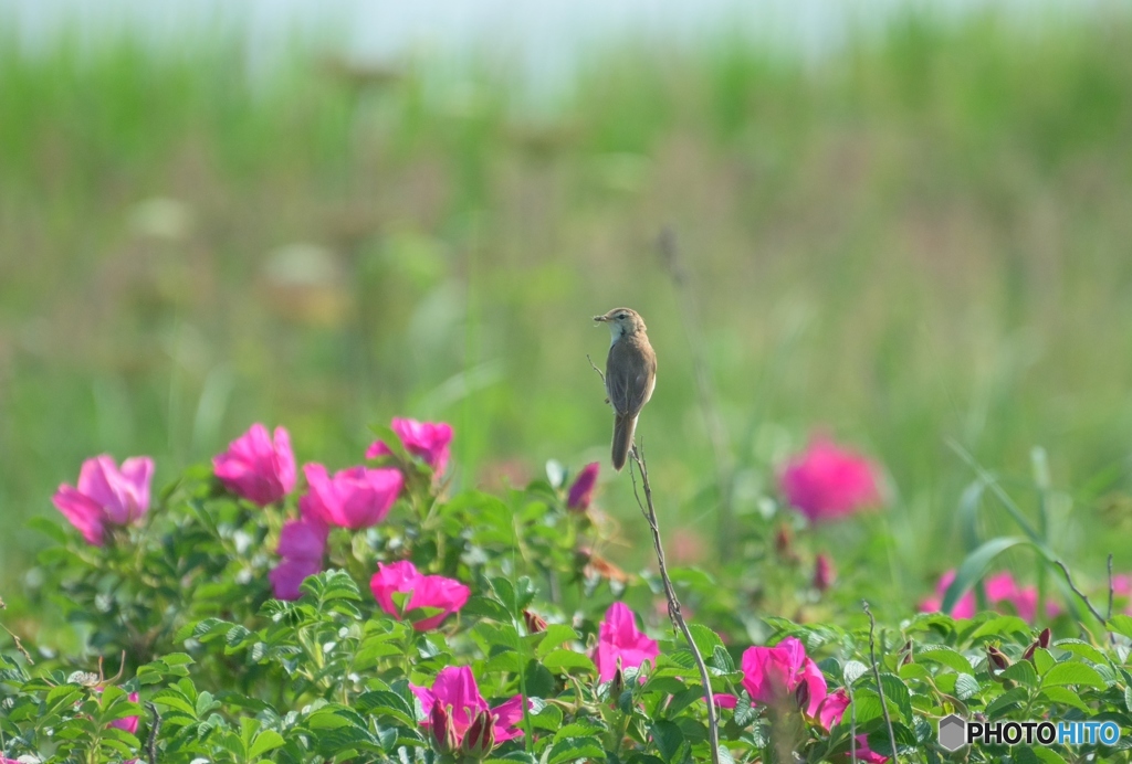 原生花園