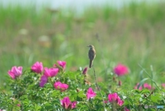 原生花園