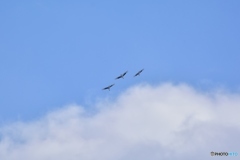 12月の空高く