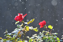 降りました、雪