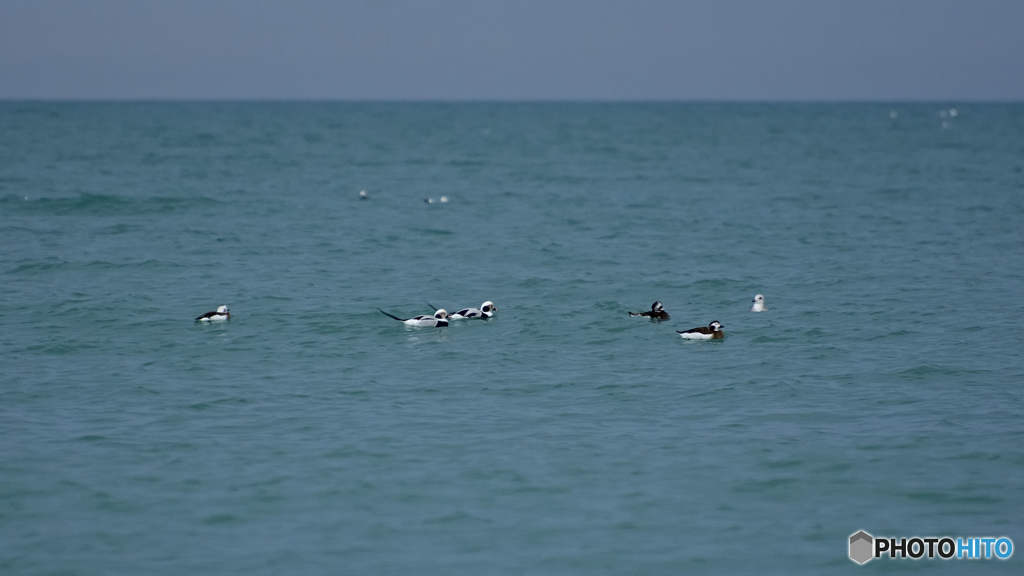 冬の海ガモ
