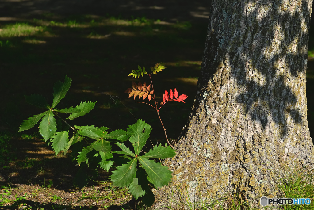 紅葉はじまる！・・ﾊﾃ？