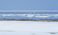 三月の氷海