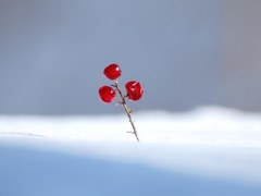 雪面のルビー