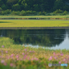 盛夏・朝景