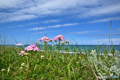 海辺の花