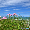 海辺の花