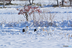 雪中の親子