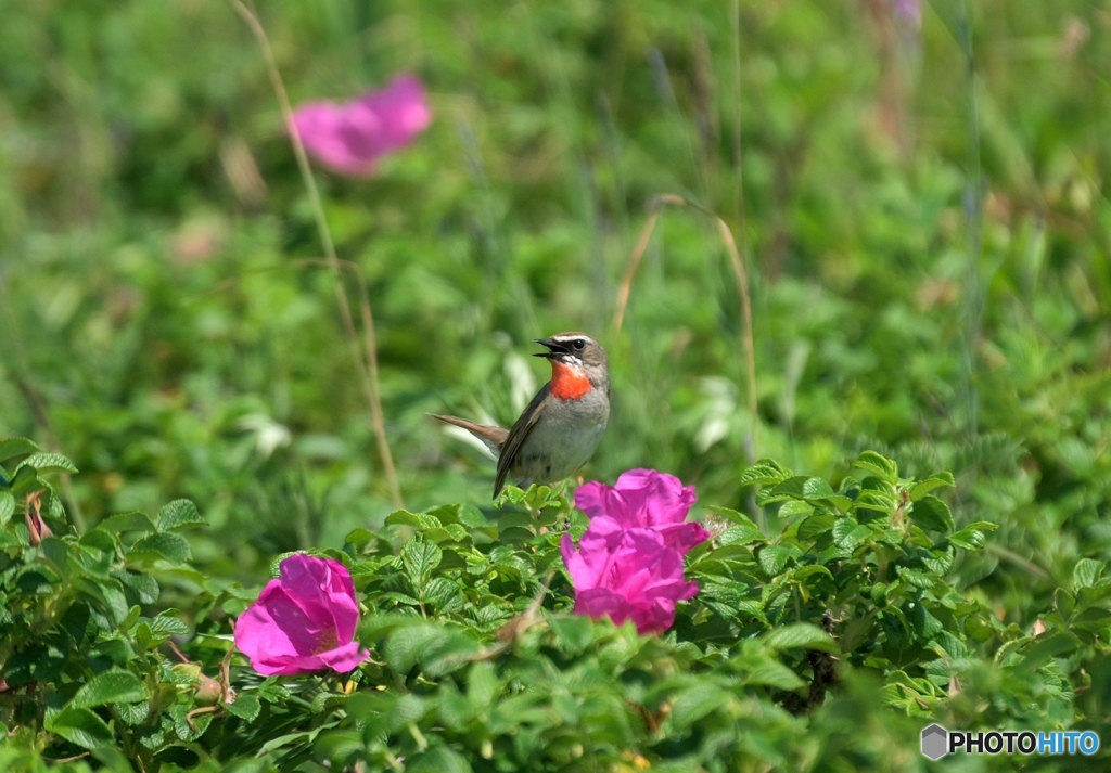 花咲く草原で