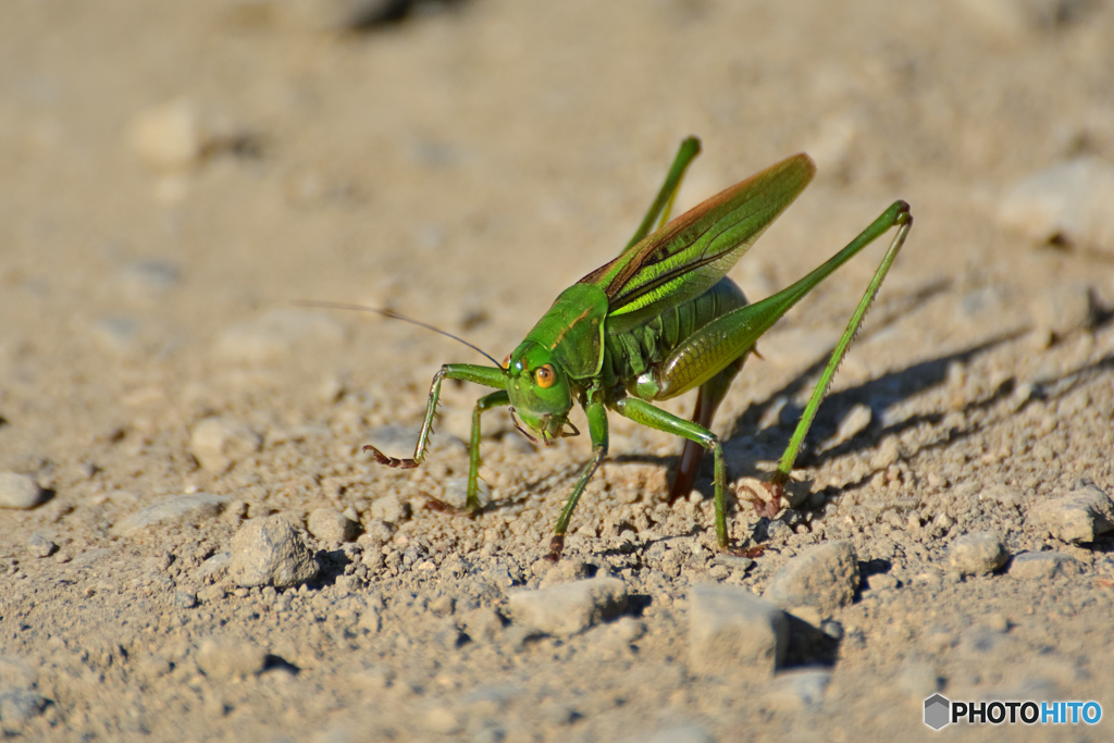 道路の真ん中で