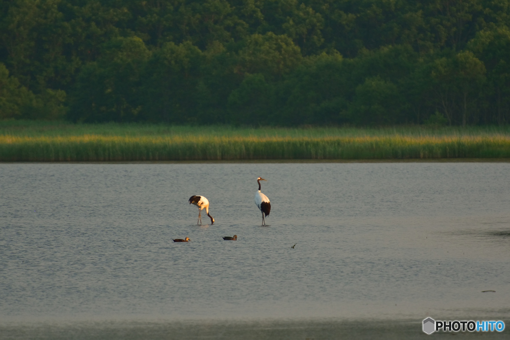7月・タンチョウ