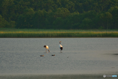 7月・タンチョウ