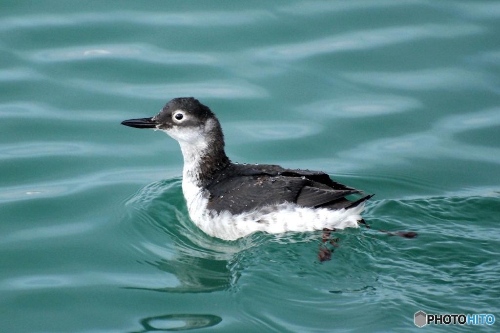 冬の海鳥