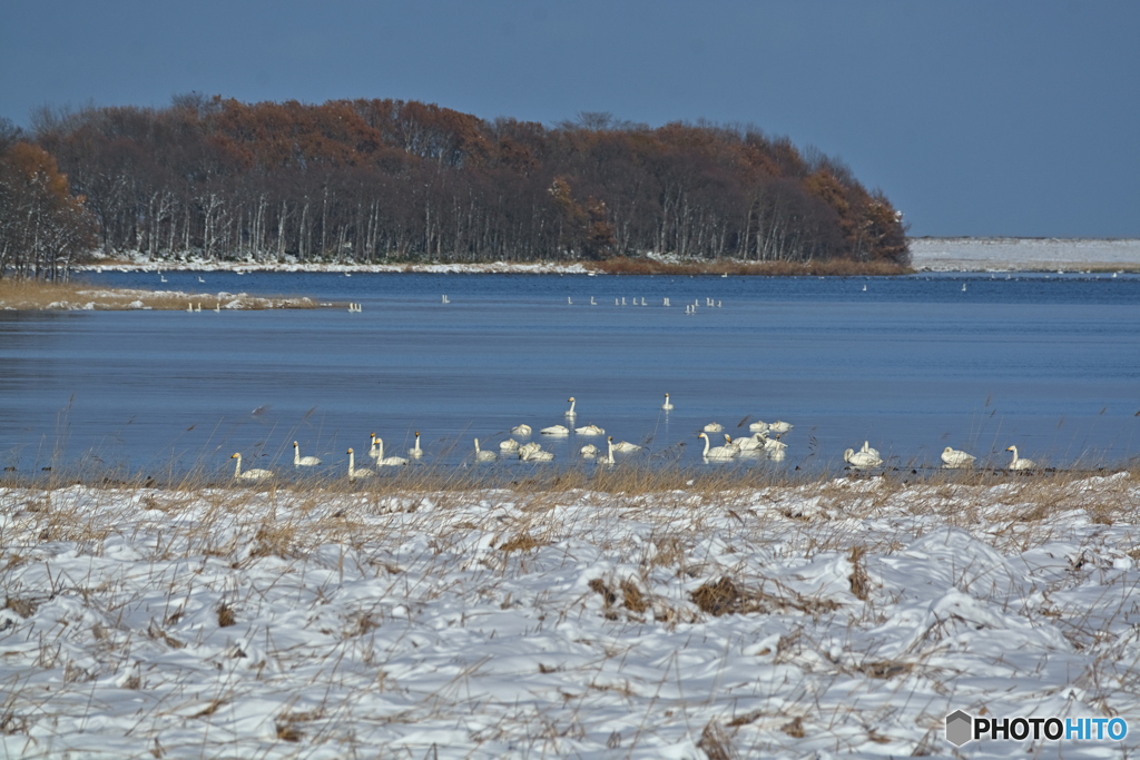 積雪となりました