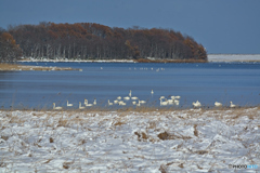 積雪となりました