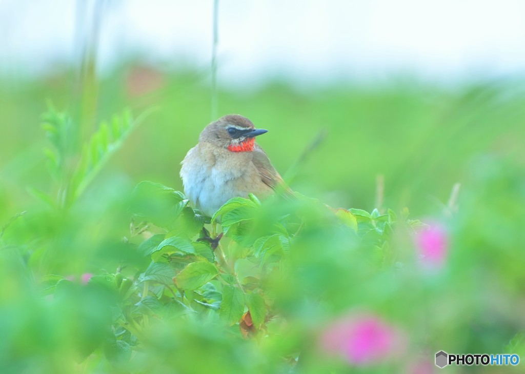 夏鳥-ノゴマ