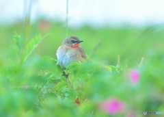 夏鳥-ノゴマ