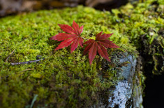 秩父紅葉2