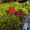 秩父紅葉2