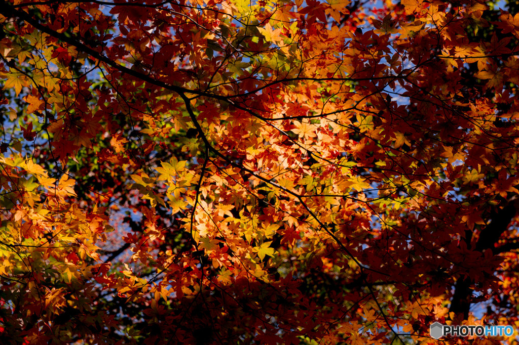 秩父紅葉1