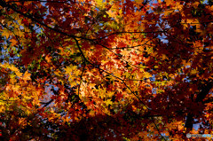 秩父紅葉1