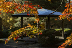 地元公園の紅葉