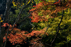 秩父紅葉3