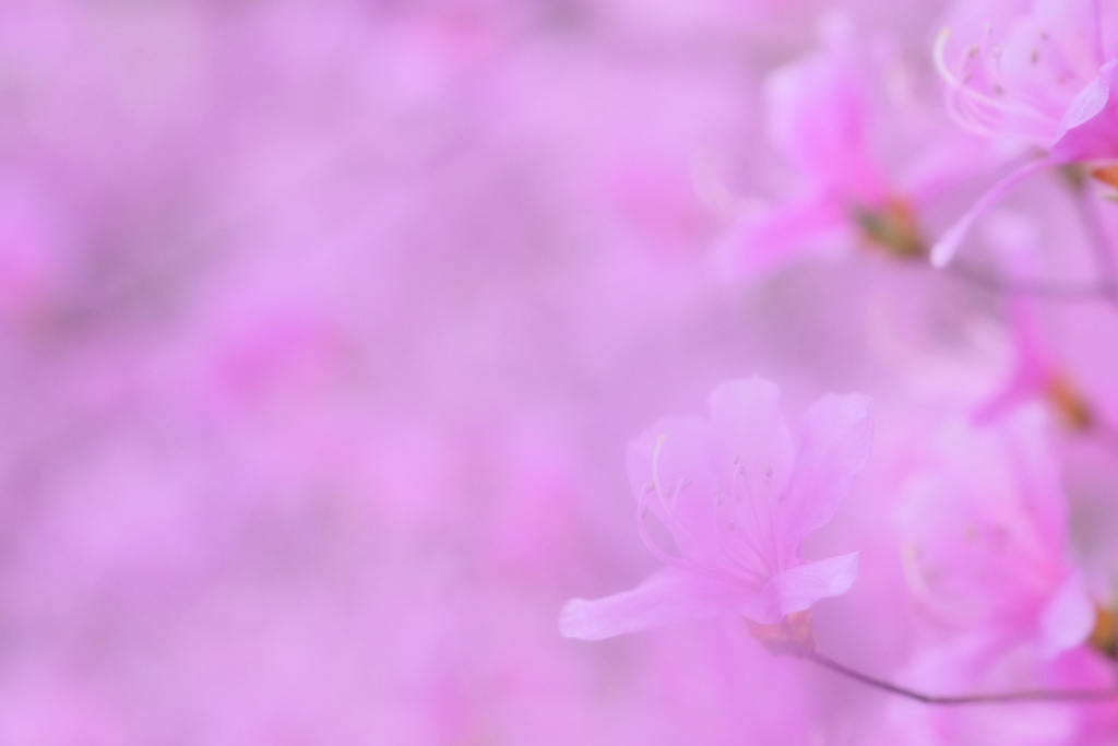 胡蝶の夢