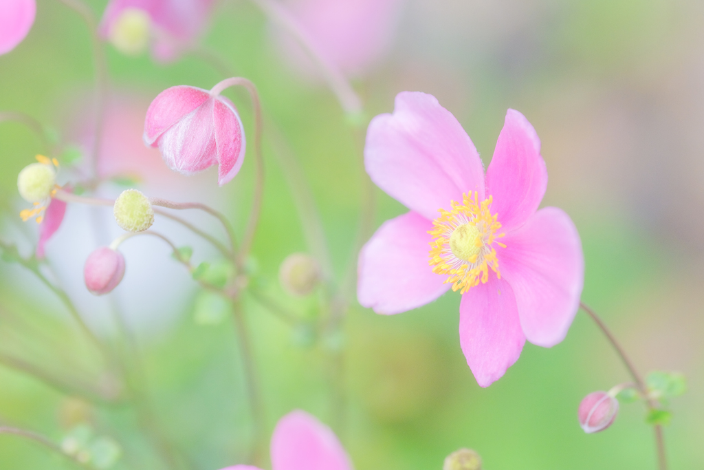 織細 -cotton-