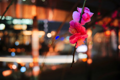 夜光梅 -2