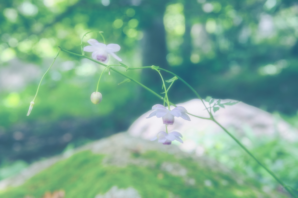 桂月の由明 -3