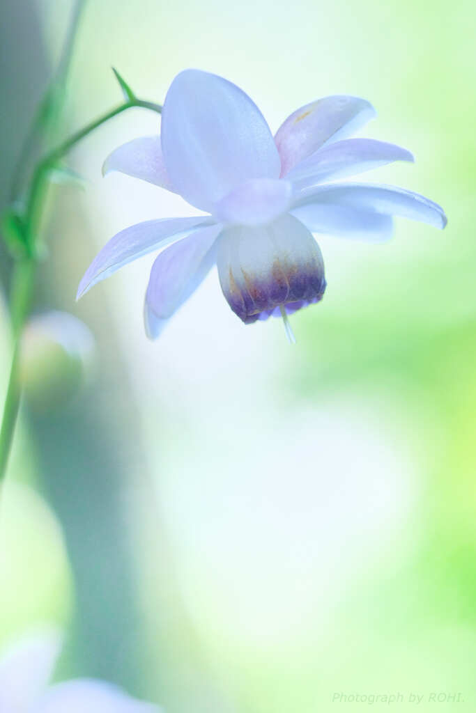 清省這 -1