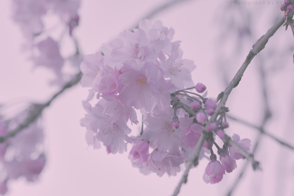 阿銘聰 -6