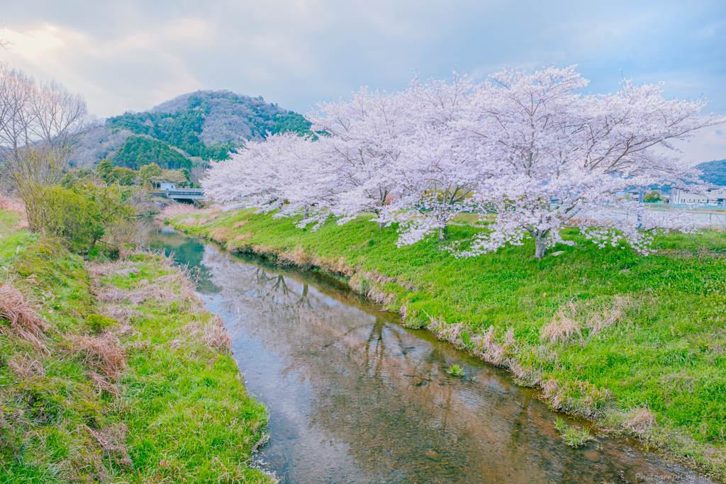 風杷井