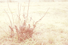 A Crown
