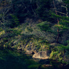 twilight forest
