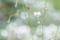 桂月の由明 -6