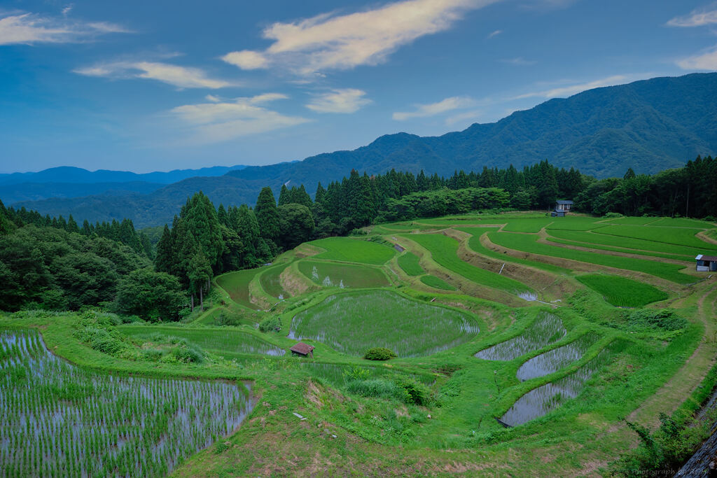 避巳茲