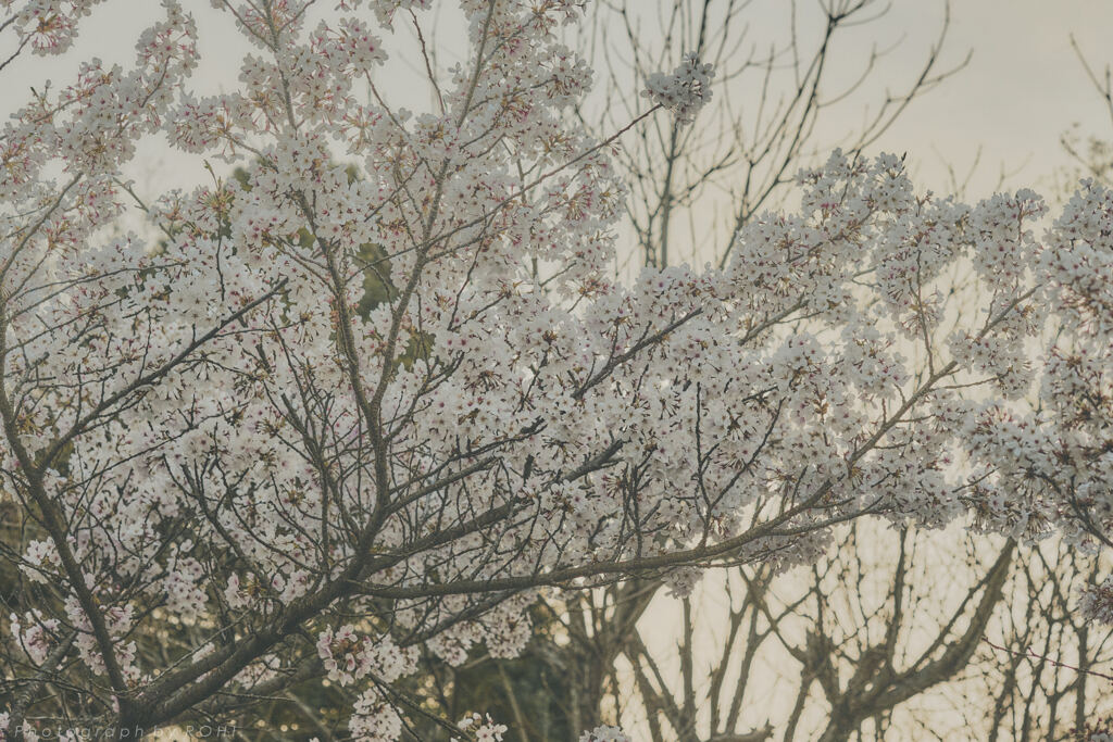 阿銘聰 -21