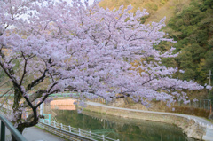 今日の春と明日を待つ