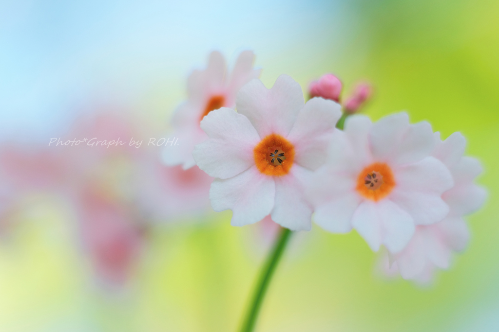 Successive Loveliness