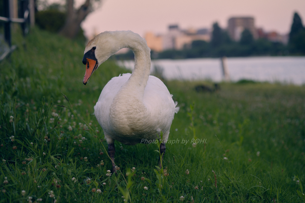 Serene Eye