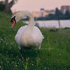 Serene Eye