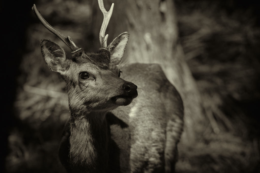 Disciples in Forest  -Ⅲ