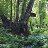 Forest of Water Trunks
